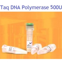سیناکلون Taq DNA Polymerase,500u -5 u/µl-DP1602